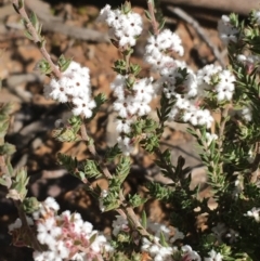 Leucopogon attenuatus at O'Connor, ACT - 15 Aug 2021