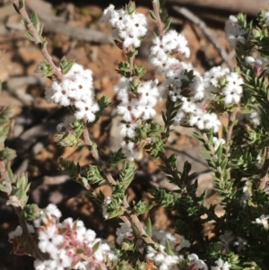 Leucopogon attenuatus at O'Connor, ACT - 15 Aug 2021