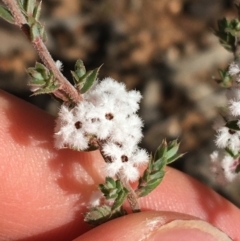 Styphelia attenuata at O'Connor, ACT - 15 Aug 2021 11:55 AM