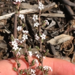 Styphelia attenuata at O'Connor, ACT - 15 Aug 2021 11:55 AM