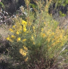 Acacia boormanii (Snowy River Wattle) at O'Connor, ACT - 15 Aug 2021 by NedJohnston