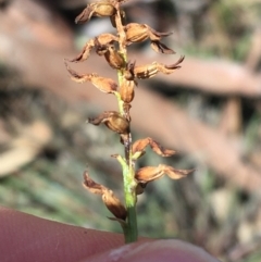 Corunastylis clivicola (Rufous midge orchid) at O'Connor, ACT - 15 Aug 2021 by NedJohnston