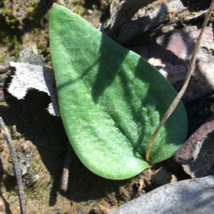 Eriochilus cucullatus at O'Connor, ACT - 15 Aug 2021