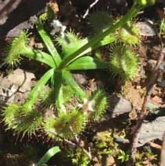 Drosera sp. (A Sundew) at O'Connor, ACT - 15 Aug 2021 by Ned_Johnston