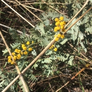 Acacia baileyana at O'Connor, ACT - 15 Aug 2021