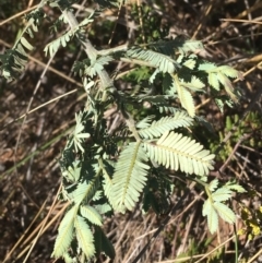 Acacia baileyana at O'Connor, ACT - 15 Aug 2021