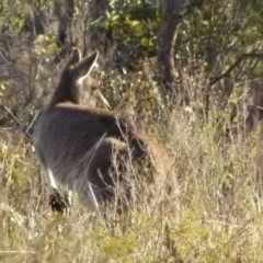 Macropus giganteus (Eastern Grey Kangaroo) at Boro, NSW - 17 Aug 2021 by Paul4K