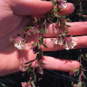 Pimelea linifolia at O'Connor, ACT - 15 Aug 2021 12:10 PM