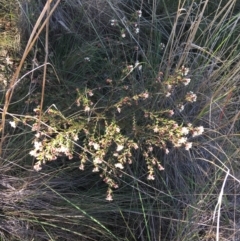 Pimelea linifolia at O'Connor, ACT - 15 Aug 2021