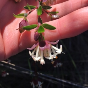 Pimelea linifolia at O'Connor, ACT - 15 Aug 2021 12:10 PM