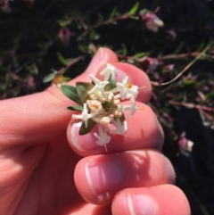 Pimelea linifolia at O'Connor, ACT - 15 Aug 2021 12:10 PM