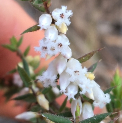 Leucopogon attenuatus (Small-leaved Beard Heath) at O'Connor, ACT - 15 Aug 2021 by Ned_Johnston