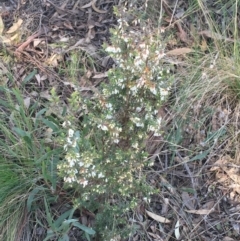 Leucopogon fletcheri subsp. brevisepalus at O'Connor, ACT - 15 Aug 2021