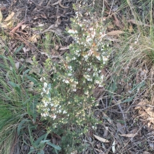 Leucopogon fletcheri subsp. brevisepalus at O'Connor, ACT - 15 Aug 2021