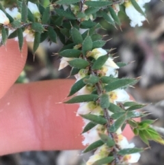 Leucopogon fletcheri subsp. brevisepalus at O'Connor, ACT - 15 Aug 2021