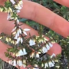 Leucopogon fletcheri subsp. brevisepalus at O'Connor, ACT - 15 Aug 2021