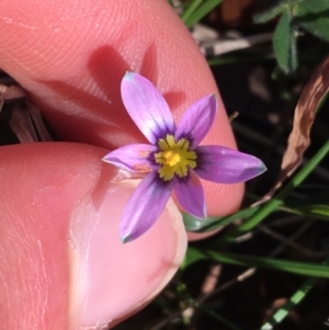 Romulea rosea var. australis at O'Connor, ACT - 15 Aug 2021