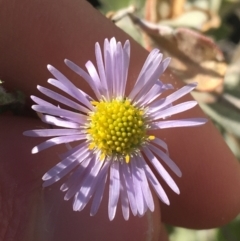 Brachyscome ciliaris (Bushy Cut-leaf Daisy) at Tibooburra, NSW - 29 Jun 2021 by NedJohnston