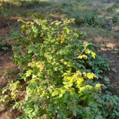 Berberis aquifolium (Oregon Grape) at Isaacs, ACT - 22 Aug 2021 by Mike