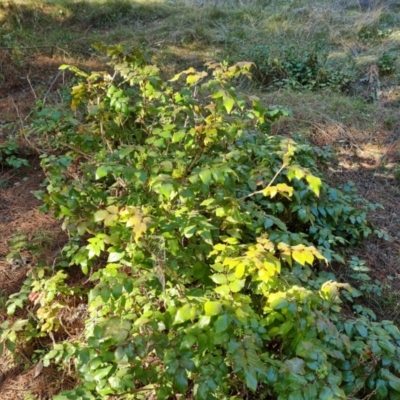 Berberis aquifolium (Oregon Grape) at Isaacs, ACT - 22 Aug 2021 by Mike