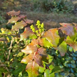 Berberis aquifolium at Isaacs, ACT - 22 Aug 2021 03:34 PM