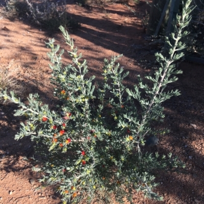 Enchylaena tomentosa (Ruby Saltbush) at Tibooburra, NSW - 29 Jun 2021 by NedJohnston