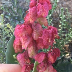 Rumex vesicarius at Tibooburra, NSW - 29 Jun 2021 by NedJohnston