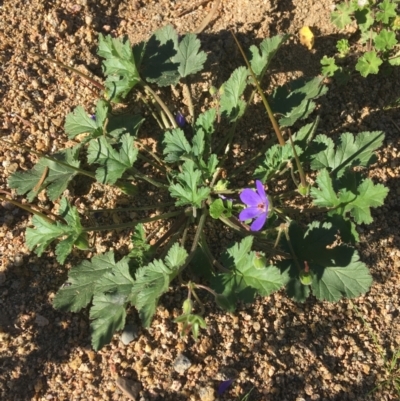 Erodium carolinianum  at Tibooburra, NSW - 29 Jun 2021 by NedJohnston