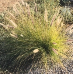 Cenchrus setaceus (African Fountain Grass) at Tibooburra, NSW - 29 Jun 2021 by NedJohnston