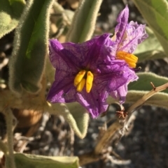 Solanum sturtianum at Tibooburra, NSW - 29 Jun 2021 by NedJohnston