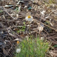 Leucochrysum albicans subsp. tricolor (Hoary Sunray) at Isaacs Ridge - 22 Aug 2021 by Mike