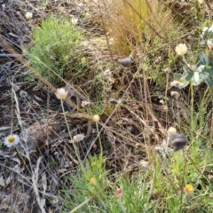 Leucochrysum albicans subsp. tricolor at Isaacs, ACT - 22 Aug 2021 03:56 PM
