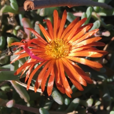 Unidentified Plant at Tibooburra, NSW - 29 Jun 2021 by NedJohnston