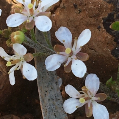 Arabidella eremigena at Tibooburra, NSW - 30 Jun 2021 by Ned_Johnston