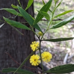 Acacia verniciflua (Varnish Wattle) at Table Top, NSW - 22 Aug 2021 by Darcy