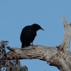 Corcorax melanorhamphos (White-winged Chough) at Majura, ACT - 10 Aug 2021 by jbromilow50