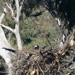 Corcorax melanorhamphos at Majura, ACT - 10 Aug 2021