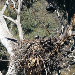 Corcorax melanorhamphos at Majura, ACT - 10 Aug 2021