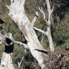 Corcorax melanorhamphos at Majura, ACT - 10 Aug 2021