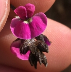 Glycine canescens (Silky Glycine) at Tibooburra, NSW - 30 Jun 2021 by NedJohnston