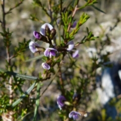 Glycine clandestina (Twining Glycine) at Boro, NSW - 17 Aug 2021 by Paul4K