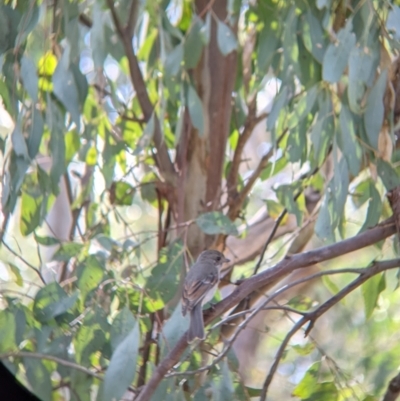 Pachycephala pectoralis (Golden Whistler) at Table Top, NSW - 22 Aug 2021 by Darcy