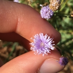 Unidentified Daisy at Tibooburra, NSW - 30 Jun 2021 by Ned_Johnston