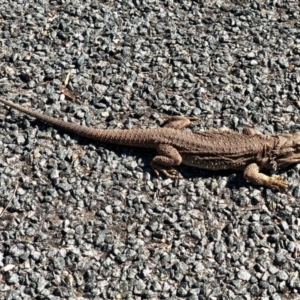 Pogona barbata at Aranda, ACT - 22 Aug 2021