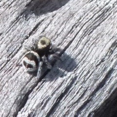 Euophryinae sp.(Striped Capuchin- undescribed) (Striped Capuchin Jumping Spider) at Boro, NSW - 19 Aug 2021 by Paul4K