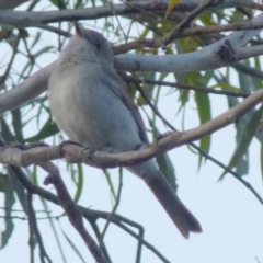 Pachycephala pectoralis at Boro, NSW - 19 Aug 2021