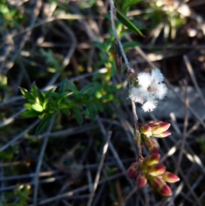 Leucopogon virgatus at Boro, NSW - 20 Aug 2021