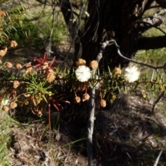 Acacia ulicifolia (Prickly Moses) at Boro - 19 Aug 2021 by Paul4K