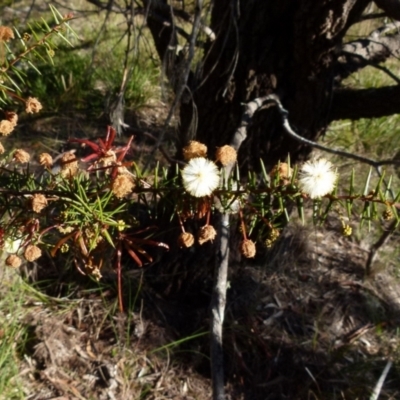 Acacia ulicifolia (Prickly Moses) at Boro - 19 Aug 2021 by Paul4K