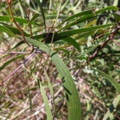 Acacia implexa (Hickory Wattle, Lightwood) at Table Top, NSW - 22 Aug 2021 by Darcy